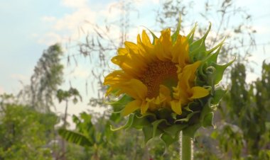 Importancia del cuidado de las plantas