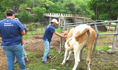 Jornada de Vacunación de Bovinos en Apopa