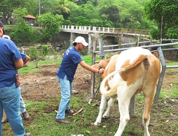 Jornada de Vacunación de Bovinos en Apopa
